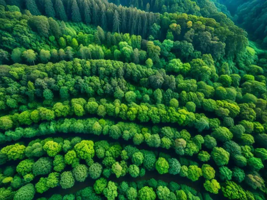 Detalles intrincados del bosque capturados por tecnología LiDAR, revelando secretos de la conservación